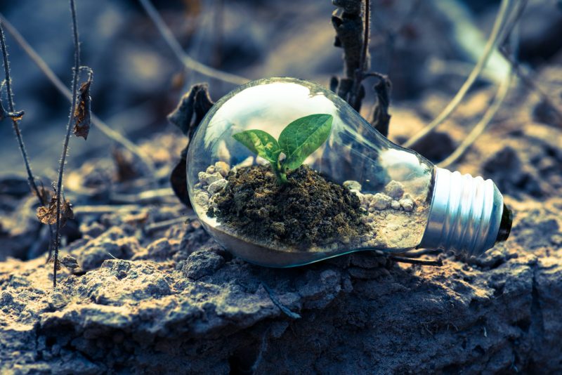 Plant growing inside a light bulb to promote socially responsible investing